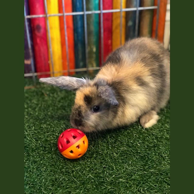 Photo of Betty And Buttons