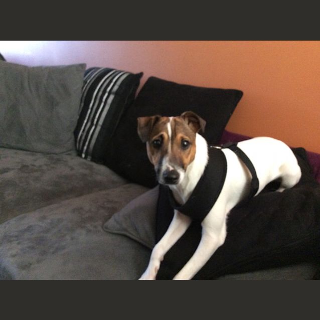 Photo of Chip