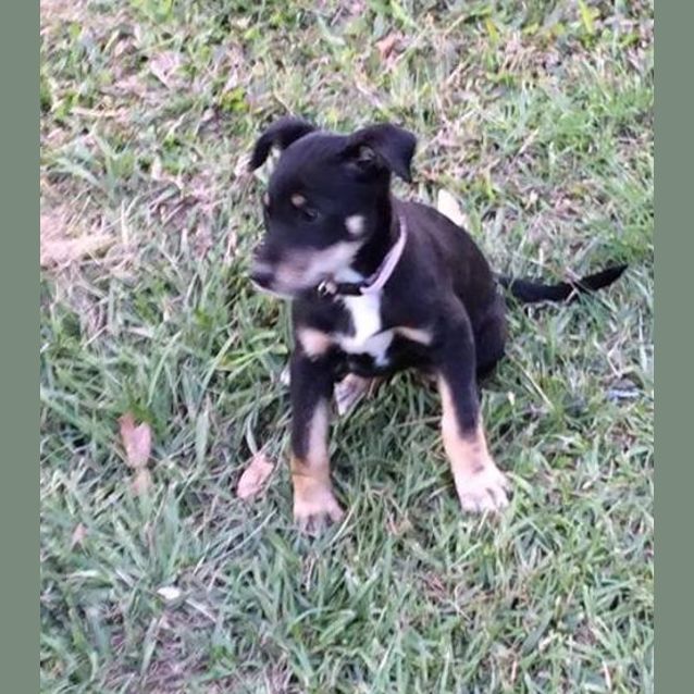 Photo of Shiba 