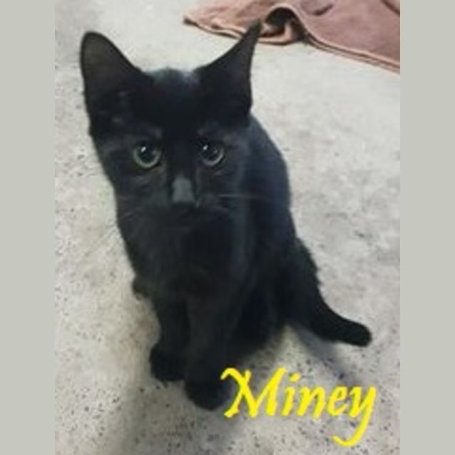 Photo of Miney