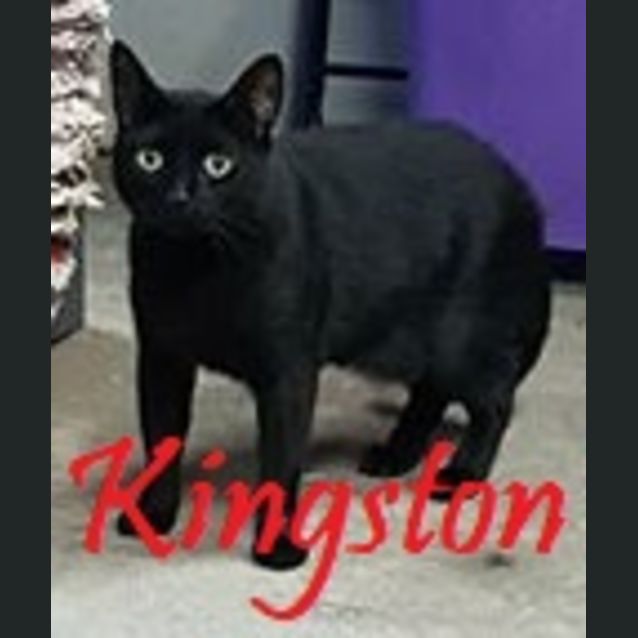 Photo of Kingston