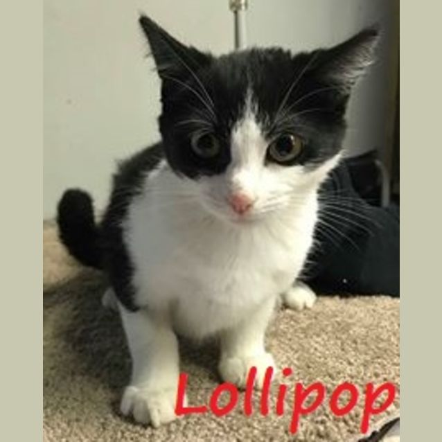 Photo of Lollipop