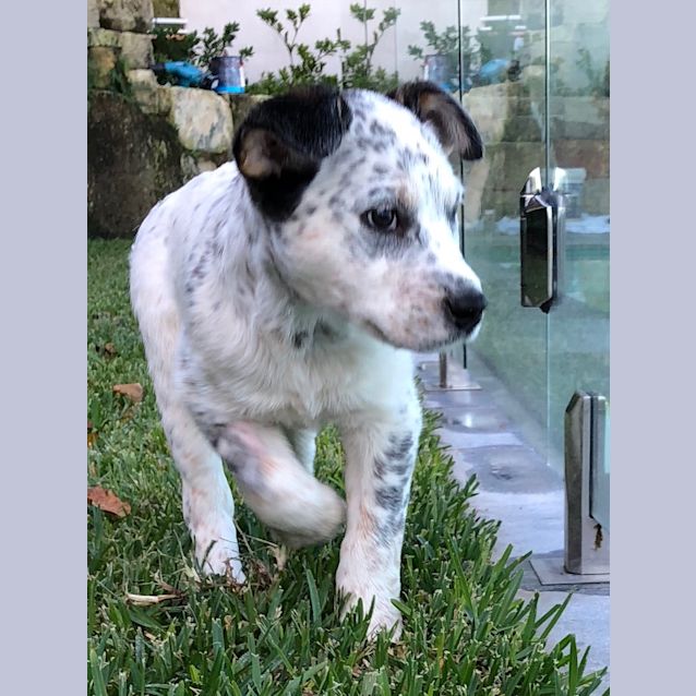 Photo of Barney