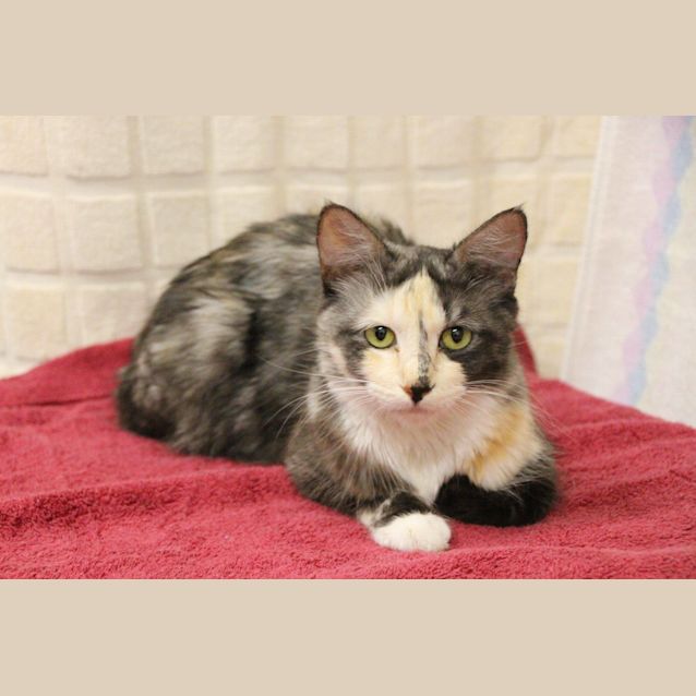 Photo of Hillary (2215)