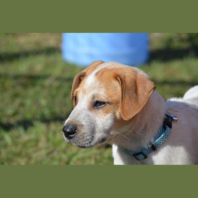 Photo of Duke 