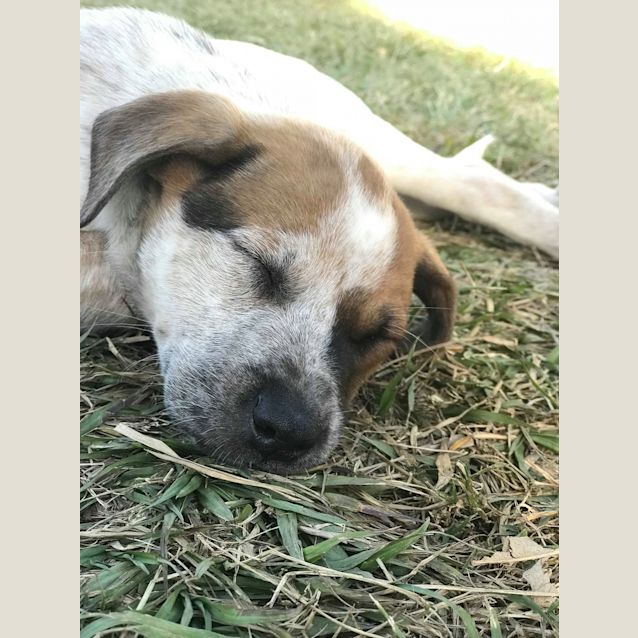 Photo of Sweetpea