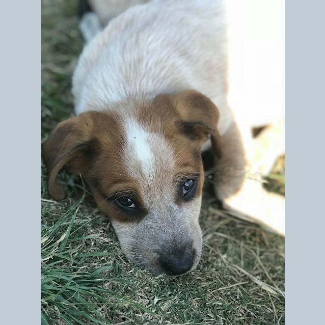 Photo of Gidget