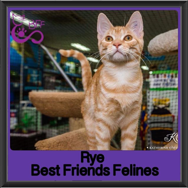 Photo of Rye