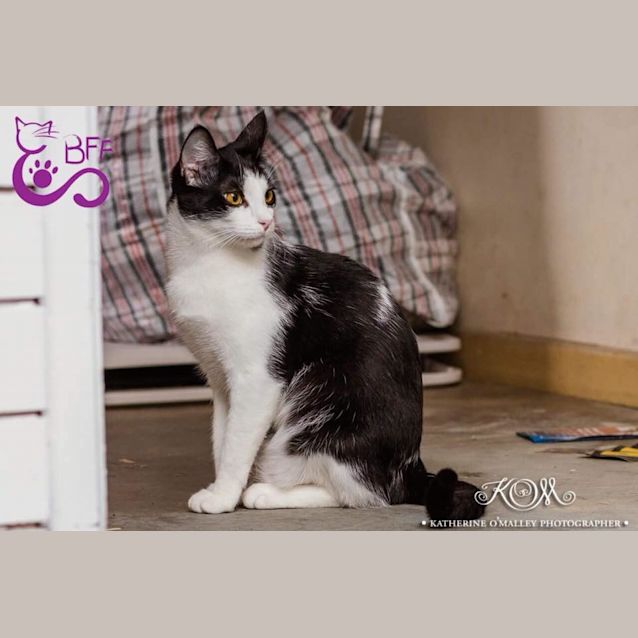 Photo of Apollo 