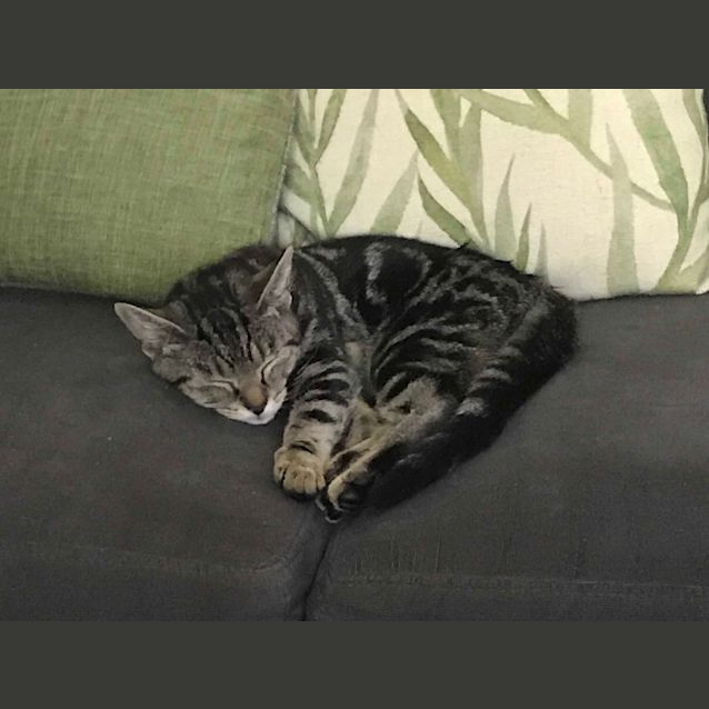 Photo of Jetta
