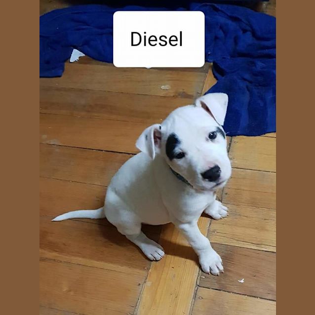Photo of Diesel