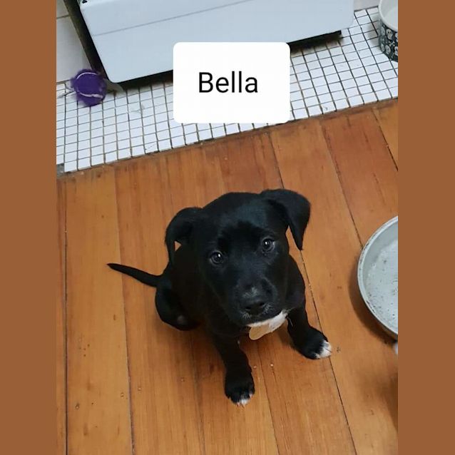 Photo of Bella