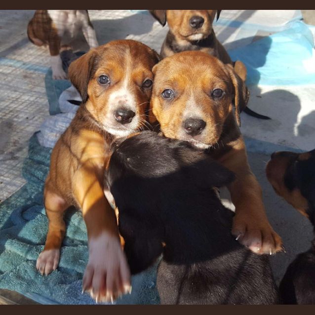 Photo of Puppies Galore 