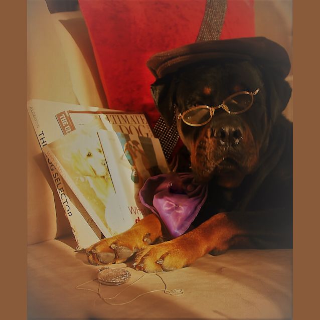 Photo of Bear ~ Rottweiler (On Trial 10/7/2018)