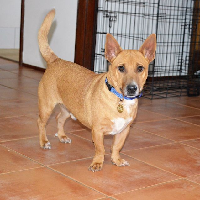 Photo of Chip   D3901   Adoption Pending