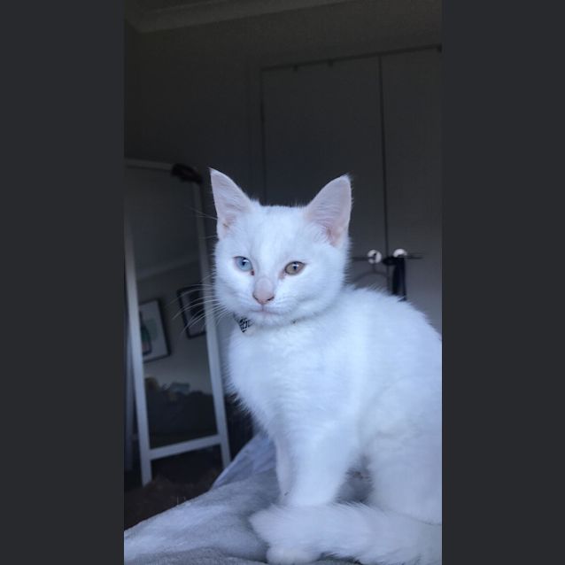Photo of Cuddle Pie