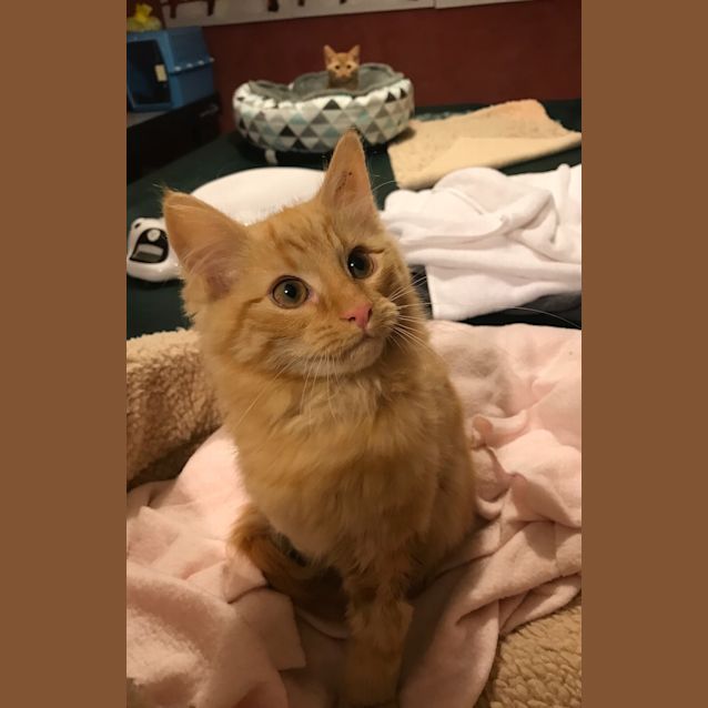 Photo of Percy Weasley