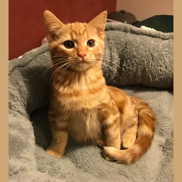 Photo of Victoria Weasley