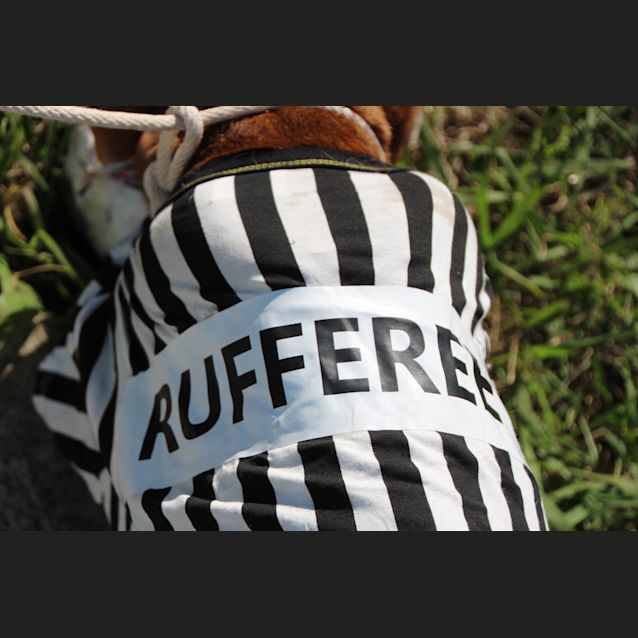 Photo of Gizmo (2508)