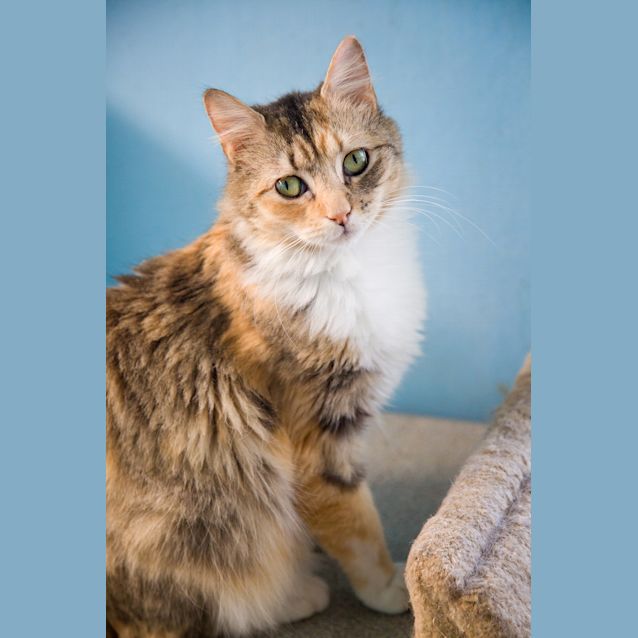 Photo of Nerina