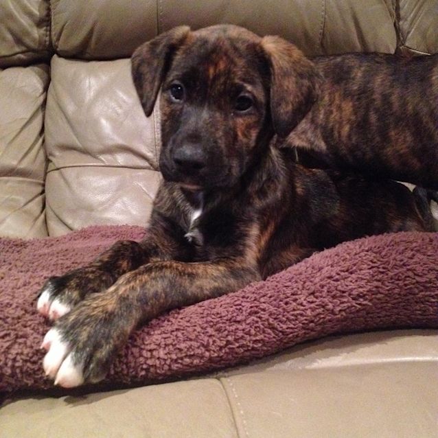 Photo of Scotch 