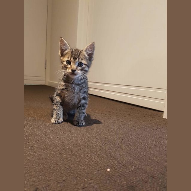 Photo of Frankie