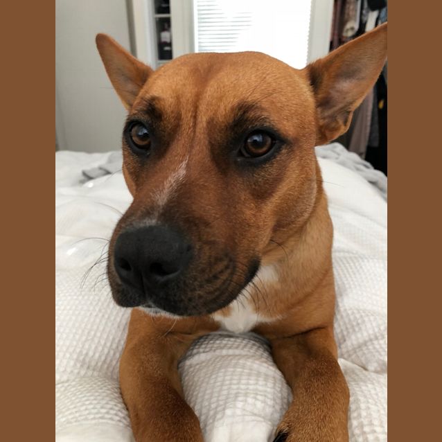 Photo of Piper Central Coast