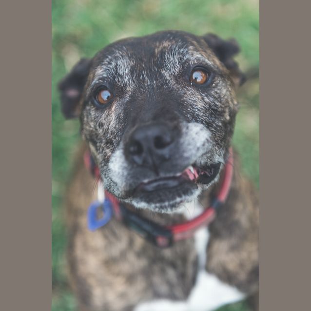 Photo of Dakota ~ 6 Year Old Staffy X (On Trial 6/7/2018)