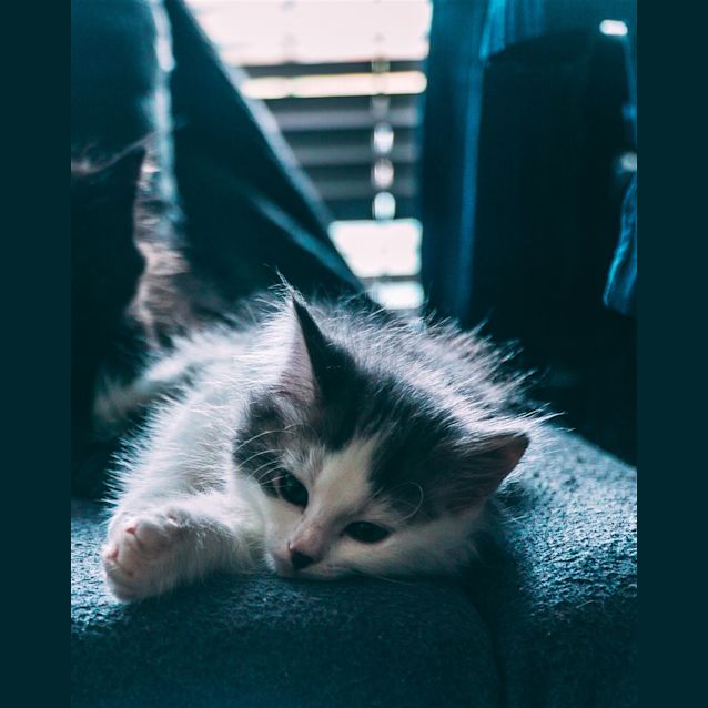 Photo of Bun