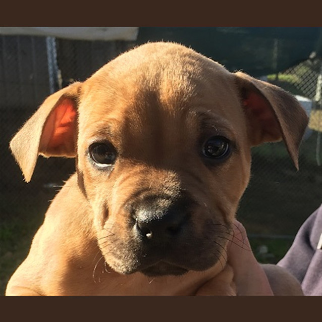 Photo of Django