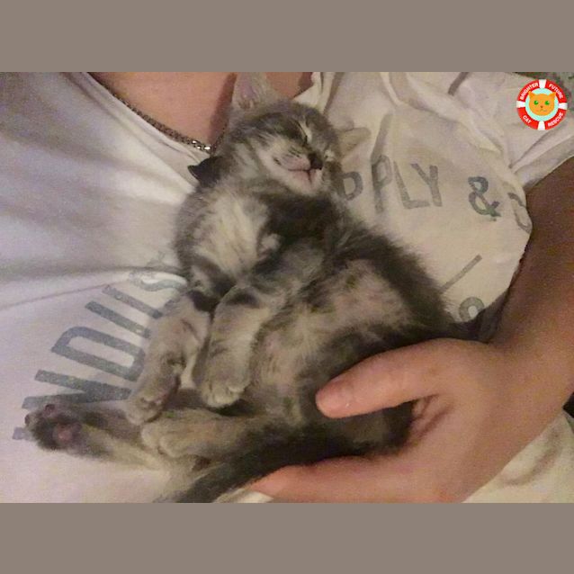 Photo of Kovu