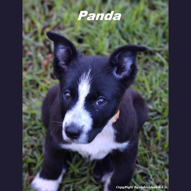 Photo of Panda