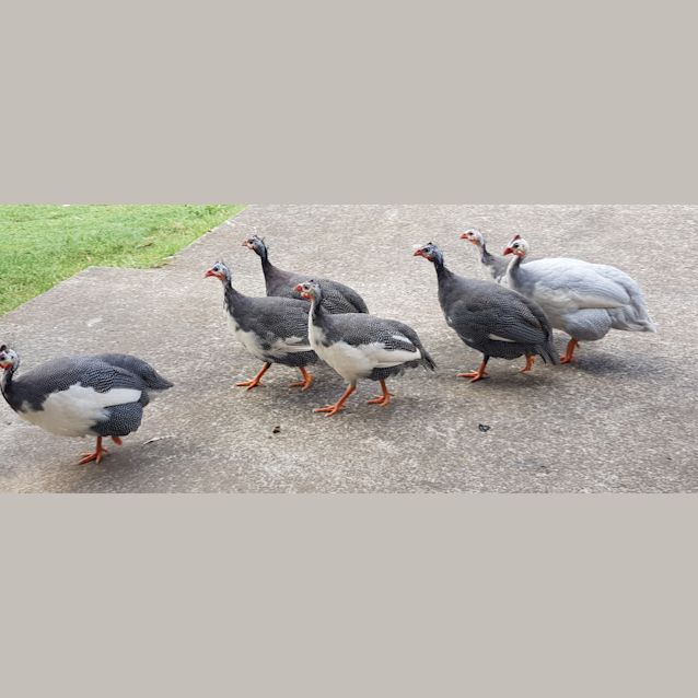 Photo of Guinea Fowl Family