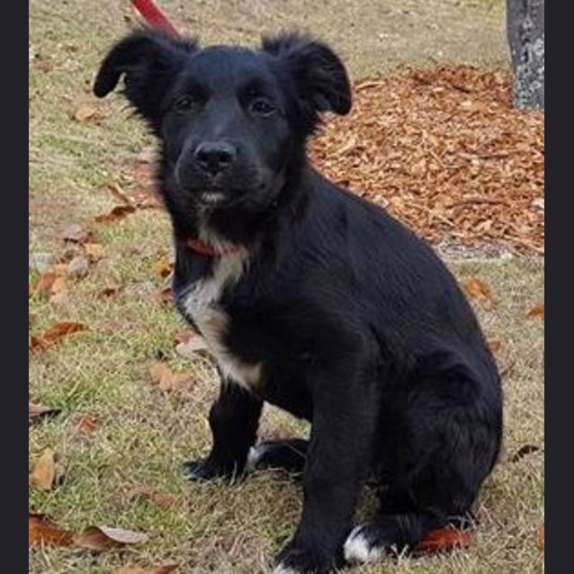 Photo of Ebony