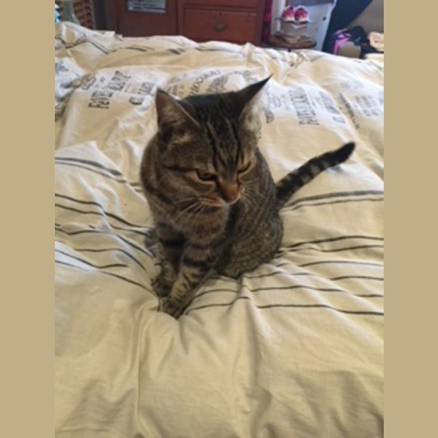 Photo of Tigga