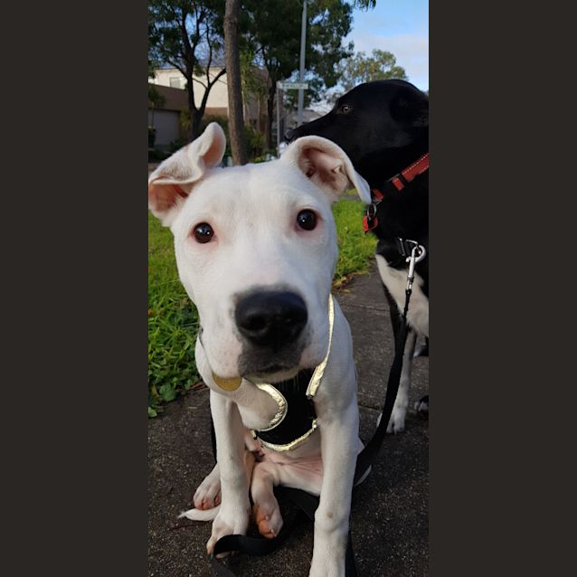 Photo of Snowflake