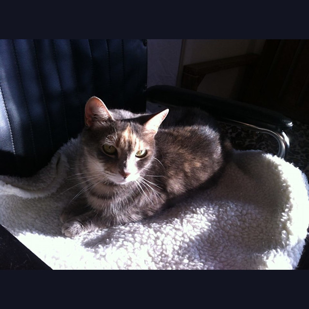 Photo of Miss Monroe (Meow Meow)