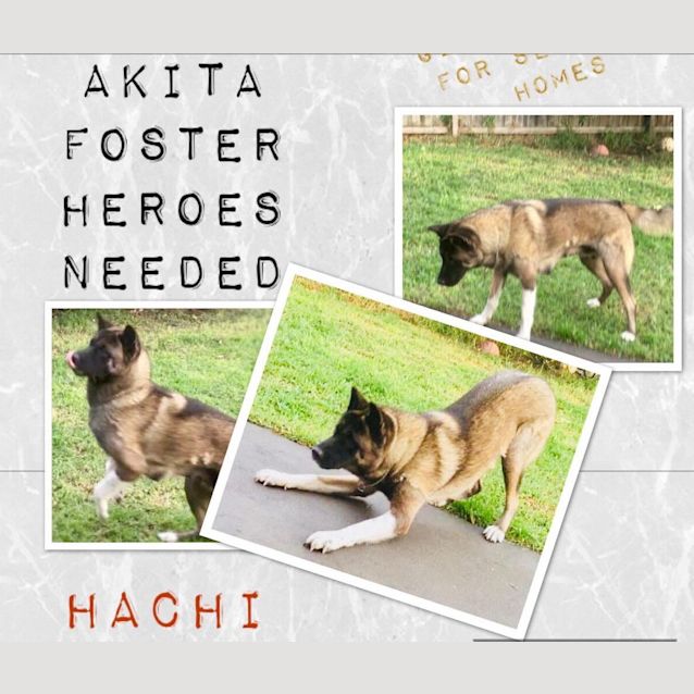 Photo of Hachi  | Female | Akita | 2yo