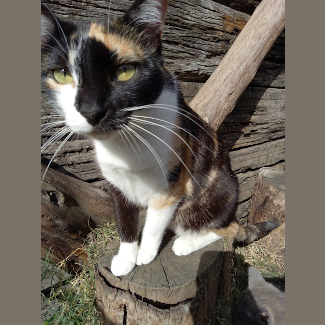Photo of Phoebe