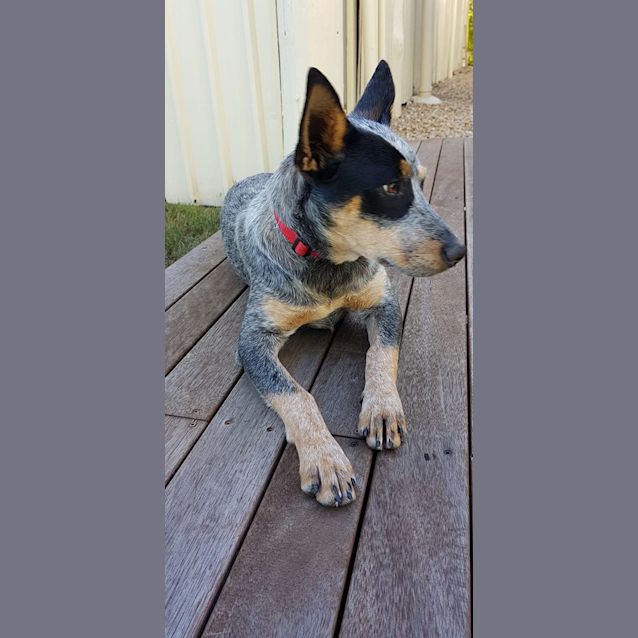 Photo of Pippa
