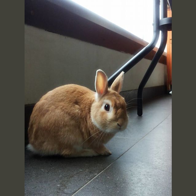 Photo of Pepper And Charlie