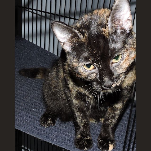 Photo of Ivy @ Petstock Macquarie Park