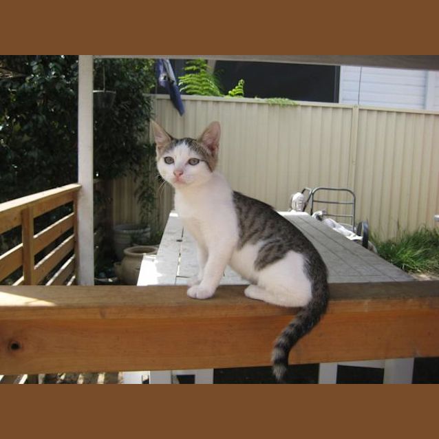 Photo of Sage