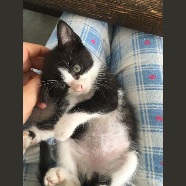 Photo of Socks