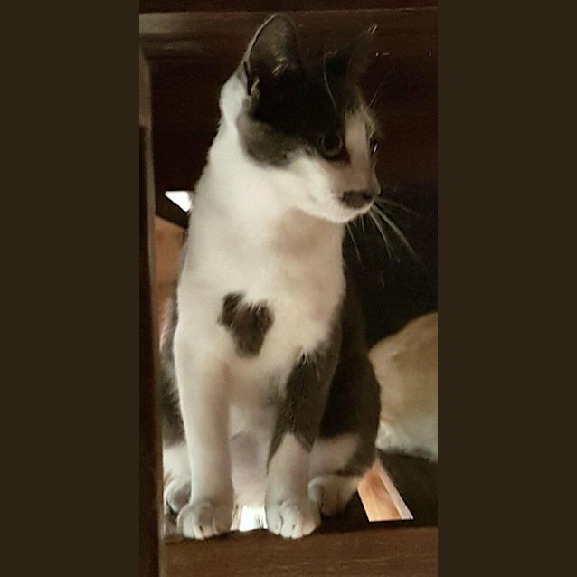 Photo of Atticus 