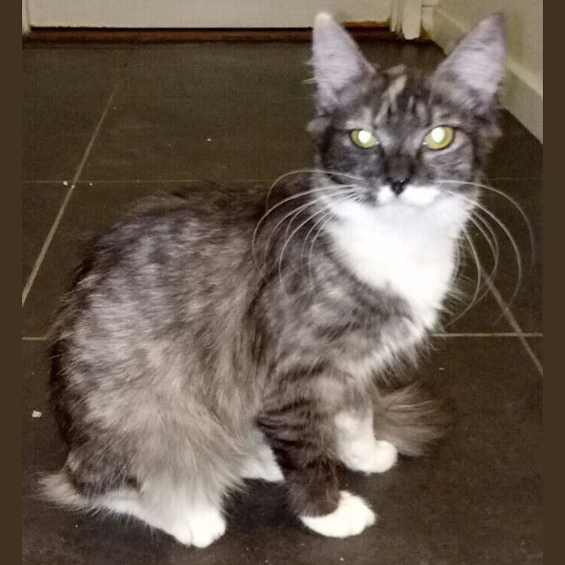 Photo of Daphne