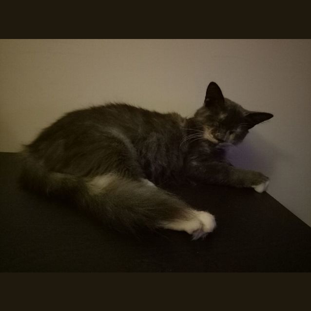 Photo of Piper!