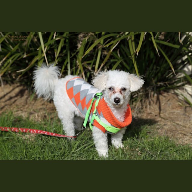 Photo of Teddy ~ Maltese X Poodle (On Trial 14/7/18)