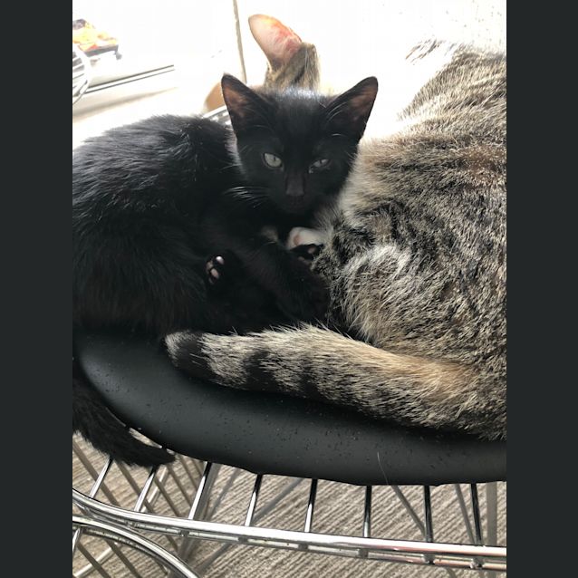 Photo of Jinx