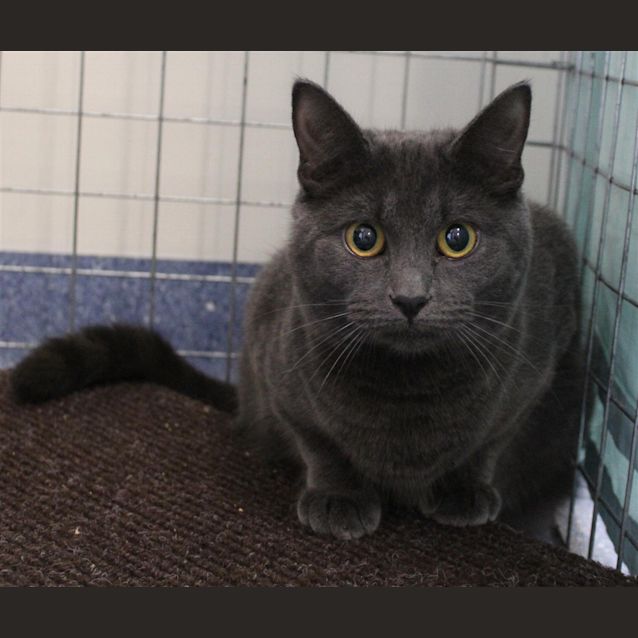 Photo of Kit Kat